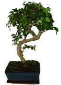 Zelkova 057 - pokojové bonsaje 