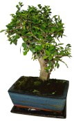 Zelkova 058 - pokojové bonsaje 