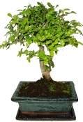 Zelkova 059 - pokojové bonsaje 