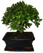 Zelkova 060 - pokojové bonsaje 
