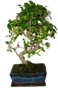 Zelkova 061 - pokojové bonsaje 
