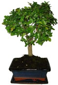 Zelkova 062 - pokojové bonsaje 