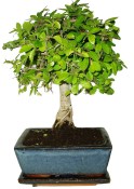 Zelkova 063 - pokojové bonsaje 