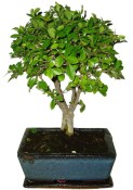 Zelkova 064 - pokojové bonsaje 