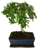 Zelkova 065 - pokojové bonsaje 