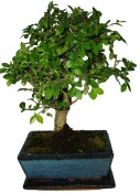 Zelkova 066 - pokojové bonsaje 