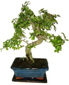 Zelkova 067 - pokojové bonsaje 