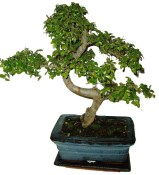 Zelkova 068 - pokojové bonsaje 