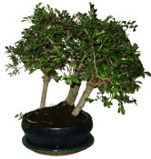 Zelkova 069 - stromořadí - pokojová bonsaj 
