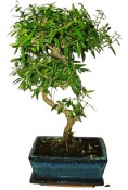 Serissa foetida - strom tísíce hvězd 070