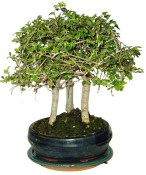 Zelkova 072 - stromořadí - pokojové bonsaje 