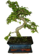 Zelkova 073 - pokojové bonsaj