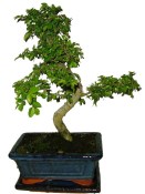 Zelkova 074 - pokojové bonsaje 