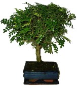 Caragona spinosa - čínský pepř 075 - bonsai