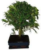 Caragona spinosa - čínský pepř 077 - bonsai