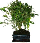 Caragona spinosa - čínský pepř 078 - bonsai