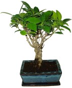 Ficus retusa - fíkovník - bonsai 080