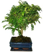 Caragona spinosa - čínský pepř 081 - bonsai