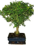 Caragona spinosa - čínský pepř 082 - bonsai