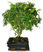 Caragona spinosa - čínský pepř 084 - bonsai