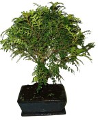 Caragona spinosa - čínský pepř 085 - bonsai