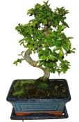 Zelkova 086 - pokojové bonsaje 