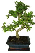 Zelkova 087 - pokojové bonsaje 