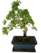 Zelkova 088 - pokojové bonsaje 