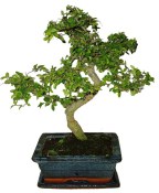 Zelkova 089 - pokojové bonsaje 