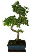 Zelkova 090 - pokojové bonsaje 