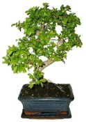 Zelkova 091 - pokojové bonsaje 