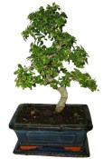 Zelkova 092 - pokojové bonsaje 