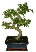 Zelkova 093 - pokojové bonsaje 