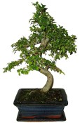 Zelkova 094 - pokojové bonsaje 