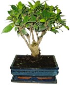 Ficus retusa - fíkovník - bonsai 096