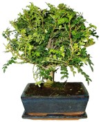 Caragona spinosa - čínský pepř 097 - bonsai