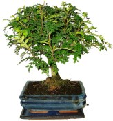 Caragona spinosa - čínský pepř 098 - bonsai