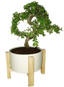 Zelkova 099 - pokojové bonsaje 