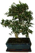 Zelkova 970 - pokojové bonsaje 