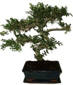 Zelkova 970 - pokojové bonsaje 