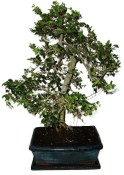 Zelkova 970 - pokojové bonsaje 