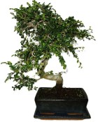 Zelkova 970 - pokojové bonsaje 