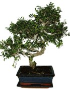 Zelkova 970 - pokojové bonsaje 