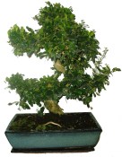 Carmona microphylla - čaj fuki 353 bonsai