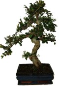 Zelkova 970 - pokojové bonsaje 