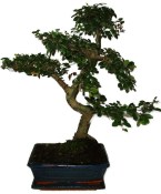 Zelkova 970 - pokojové bonsaje 
