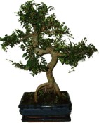 Zelkova 970 - pokojové bonsaje 