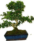 Pokojová bonsaj Carmona microphylla - čaj fuki 1157