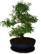 Serissa foetida - strom tísíce hvězd 100