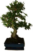 Zelkova 970 - pokojové bonsaje 